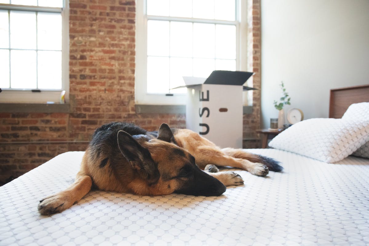 dog laying on muse mattress