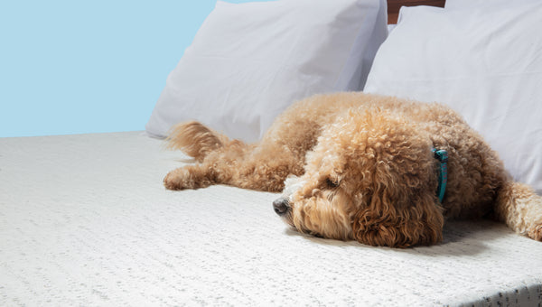 Pets or No Pets - The Battle for the Bed