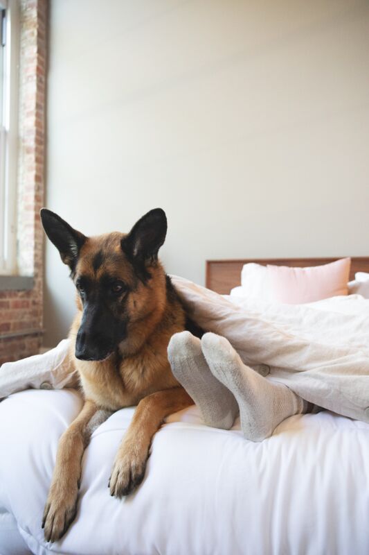 The Pros and Cons to Sleeping with Your Pup